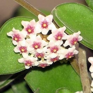 Hoya nummulerioides