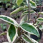 Hoya carnosa  margin variegata ll LAKYIM