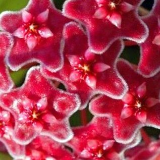 Hoya carnosa  cv. Red