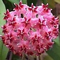 Hoya erythrostemma  Shocking Pink sp.aff.