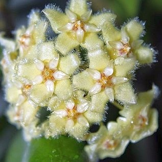 Hoya erythrina  Bajo sp.aff.