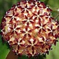 Hoya mindorensis PG 12