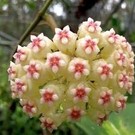 Hoya kerrii  albovariegata