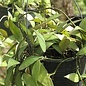 Hoya lacunosa  Long leaves