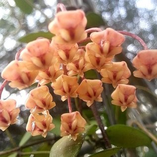 Hoya sigillatis   Alas river