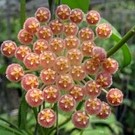 Hoya rosarioae