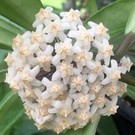 Hoya revolubilis