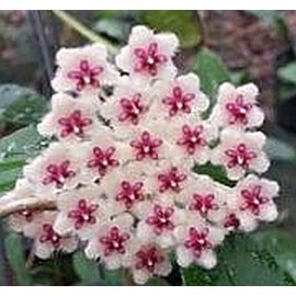 Hoya phuwuaensis   Phu Wua, Thailand