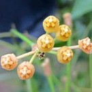 Hoya odetteae