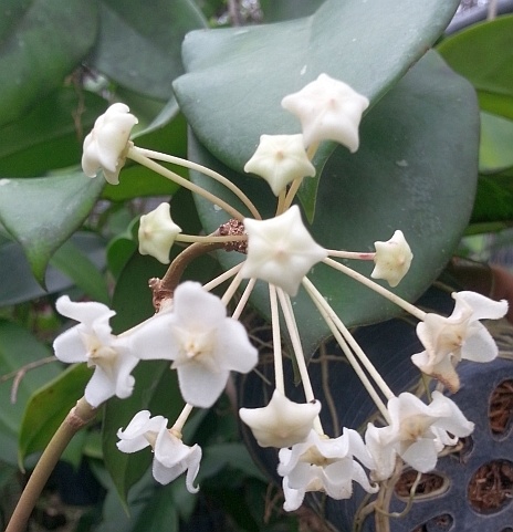 Hoya monetteae - Uhlig Kakteen - Più di 5.000 specie diverse