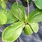 Hoya mitrata  big leaves