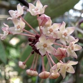 Hoya macrophylla  variegata