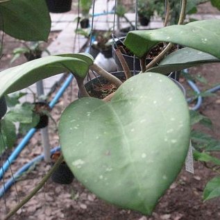 Hoya loyceandrewsiana