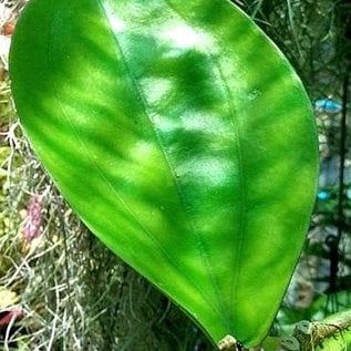 Hoya lambii