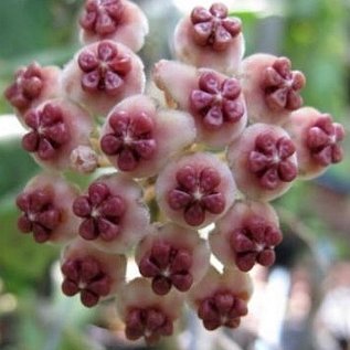 Hoya kerrii  Spotted leaves