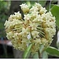 Hoya incrassata  cv. variegata