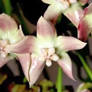 Hoya imperialis  Palawan