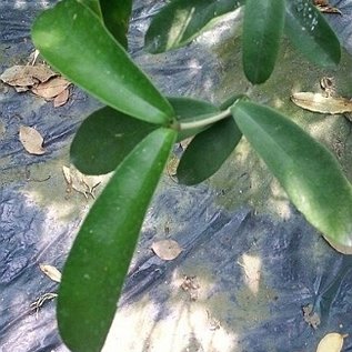 Hoya graveolens  long leaves