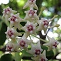 Hoya golamcoiana