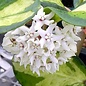 Hoya australis  variegata