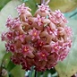 Hoya glabra  Alex