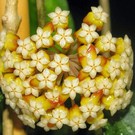 Hoya finlaysonii  cv. Chicken farm