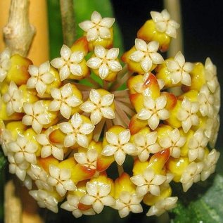 Hoya finlaysonii  cv. Chicken farm