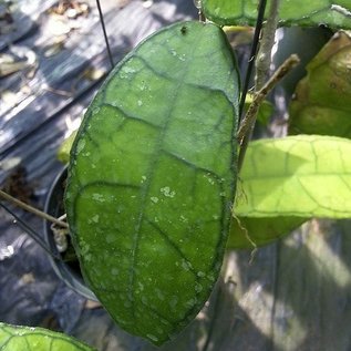 Hoya finlaysonii  cv. Naeva