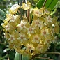 Hoya estrella IML1255 sp. Whaterfall