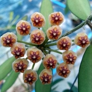 Hoya anncajanoae