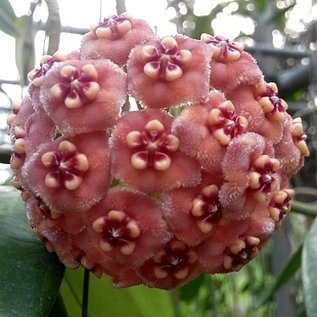 Hoya meliflua