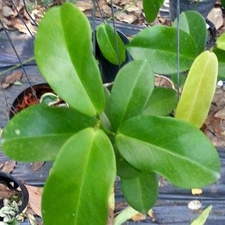 Hoya dimorpha