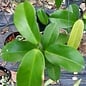 Hoya dimorpha