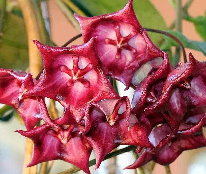 Hoya cv. Kaimuki Uhlig Kakteen Über 5000 verschiedene Arten