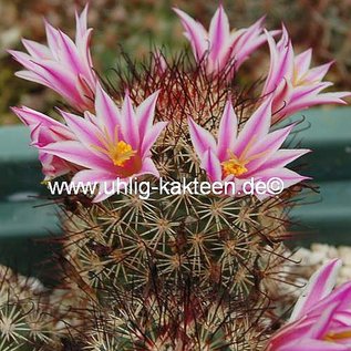 Mammillaria blossfeldiana