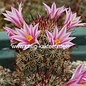 Mammillaria blossfeldiana