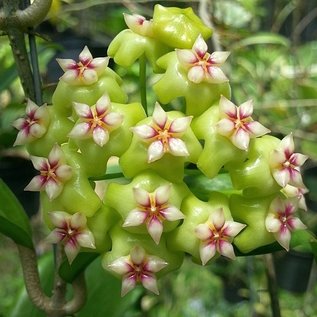 Hoya spec. UT 033