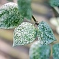 Hoya lacunosa  Splash Leaves