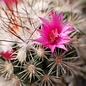 Mammillaria gracilis-Hybr.  Philippe