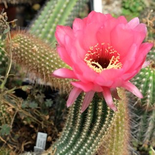 Trichocereus-Hybr. `Pisac` Serie 347  (syn. `Schigra`)