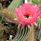 Trichocereus-Hybr. `Pisac` Serie 347  (syn. `Schigra`)