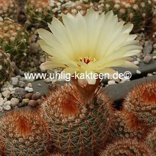 Notocactus schlosseri