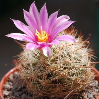 Mammillaria insularis