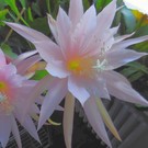 Epiphyllum-Hybr. Isorno