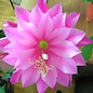 Epiphyllum-Hybr. Elia Balzio