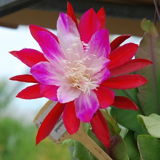 Epiphyllum-Hybr. Emmett Kelly