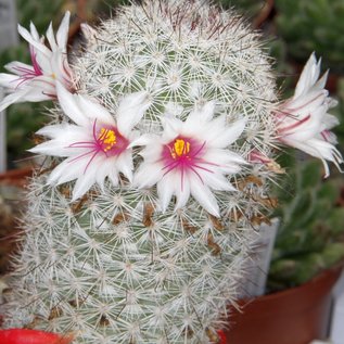 Mammillaria dolores