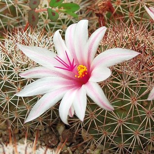 Mammillaria fraileana   Pichilingue