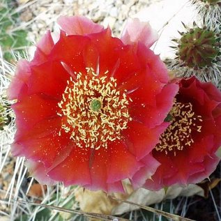 Opuntia hystricina cv. Hannover      (dw)