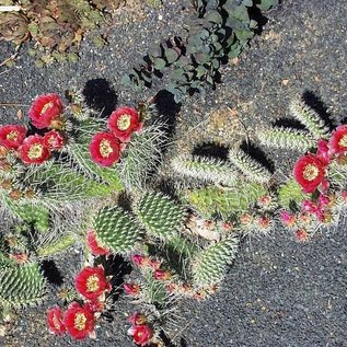 Opuntia hystricina cv. Hannover      (dw)